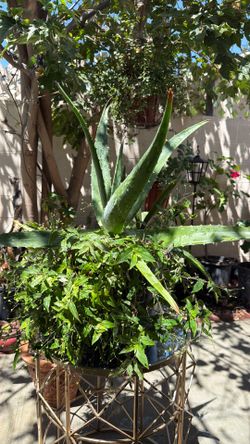 Aloe Vera plant with others