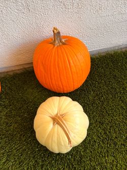 Pumpkin