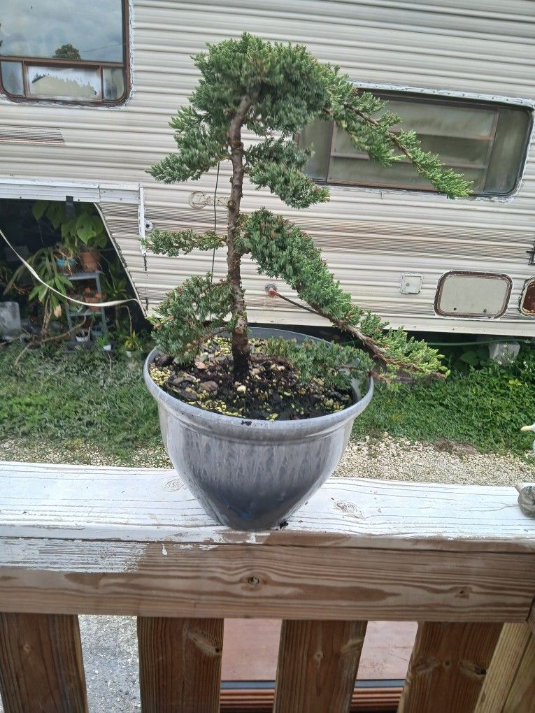 Aged Bonsai Tree