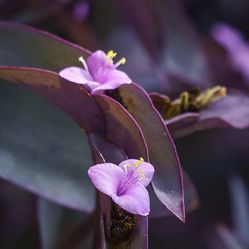 Purple Heart Succulent plant (Tradescantia pallida)
