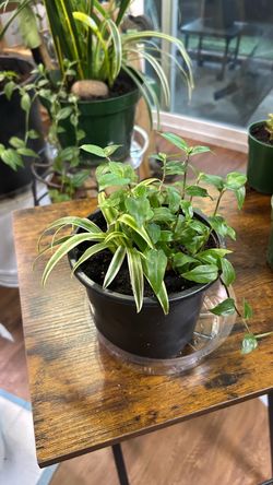 Spider/ wondering Jew plants 🌱