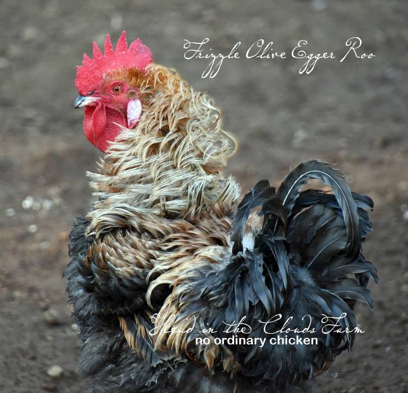 Olive egger Easter egger frizzle hatching eggs