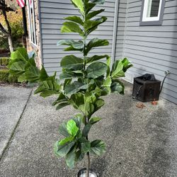 Faux Fiddle Tree