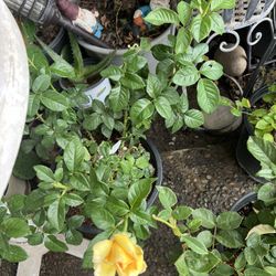 Beautiful Yellow Rose Plant 