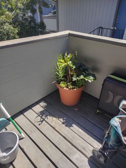 Home and garden