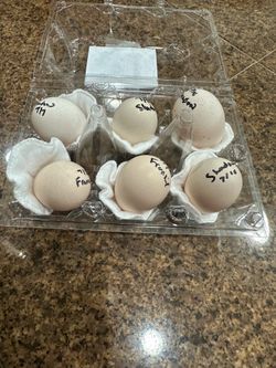 Hatching
