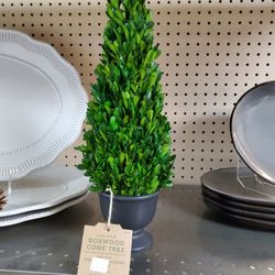 16in Boxwood Trees New 10.00ea