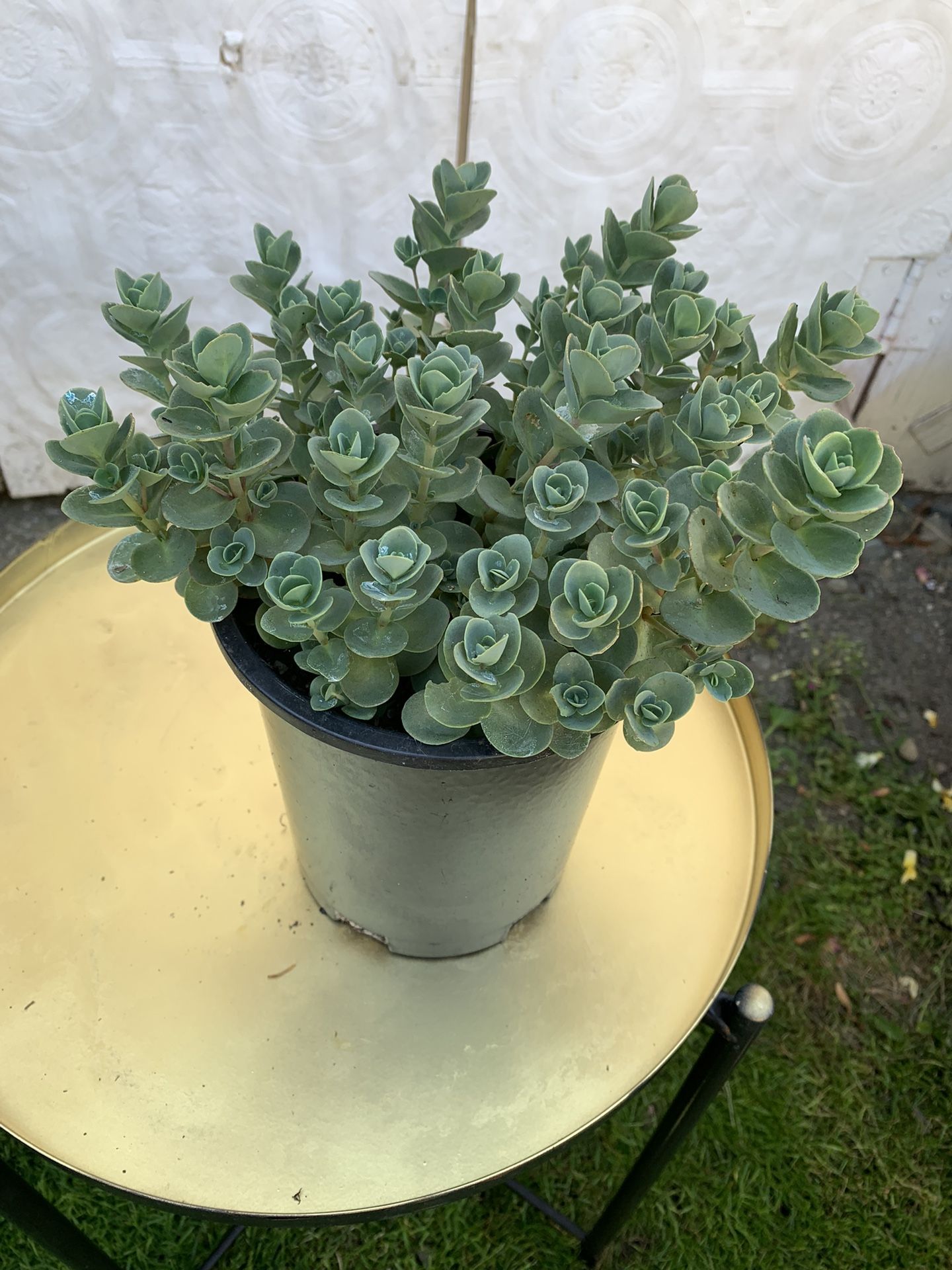 Outdoor Plant
