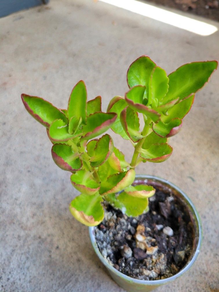 $10 Kalancho Plant In Recycled/Upcycled Plastic Container W/ Acrylic Paint & Anti UV Sealing Spray