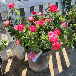$65 Cherry Parfait roses 🌹 15 gallon pot 