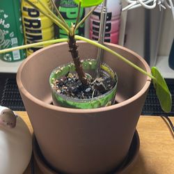 ikea plant pot 