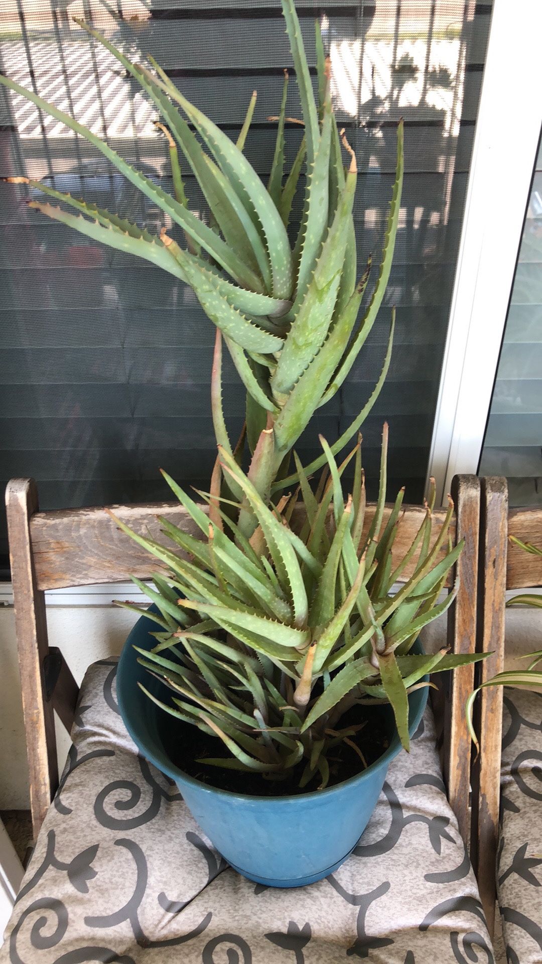Aloe Vera large Toted plant