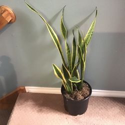 Plant