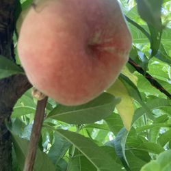 Donut And Crystal Peaches,Pomogranate,White And Pink Guava,Plums 
