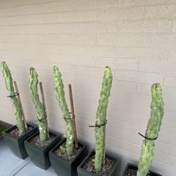 Totem Pole Cactus