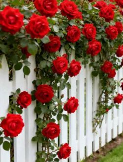 Beautiful Red Climbing Rose