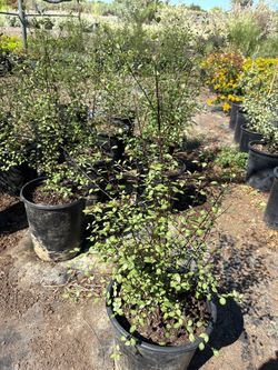 Silver Sheen plant