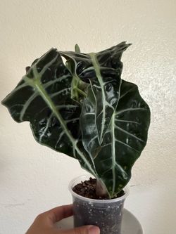 Alocasia Polly Momma Plant