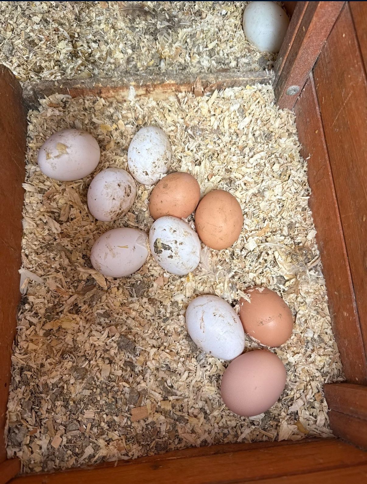 Farm Fresh Eggs Farm Fresh Eggs organic $8 a dozen  Huevos frescos de Rancho  $8la dozena  Huevos no estan lavados, unwashed eggs brown and white Eggs