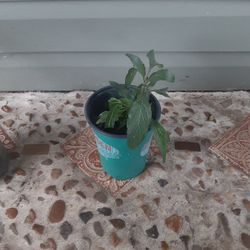 Purple mexican Petunias