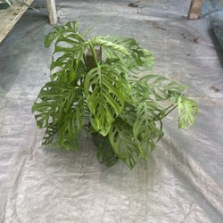 6” Monstera Adansoni XLleafs