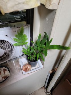 Blue star fern