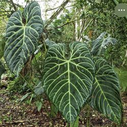 Anthurium Regale First Pic Is When Mature 