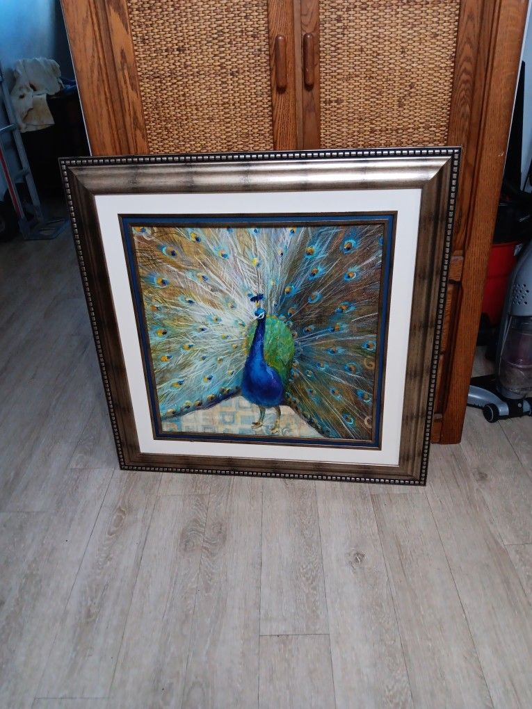 Peacock Picture