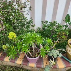 Beautiful Purple Aeonium Korean Succulents Bonsai Blooming Flowers Tree ❤️💝