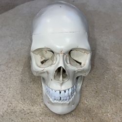 Human Skull Model Anatomy