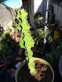Euphorbia pseudocactus (zig zag)