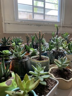 Variety of Succulent Plants For Sale