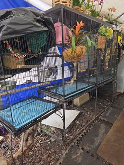 11 Extra Fancy Love birds & large breeder Cages