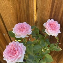 Hardy Miniature Rose Bushes, $15 Ea Or 4 For $50