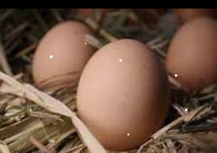 fertile eggs for hatching