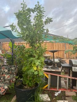 Árbol naranja dulce