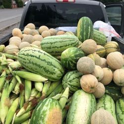 (contact info removed) Sandías Melones Calabazas Elotes 