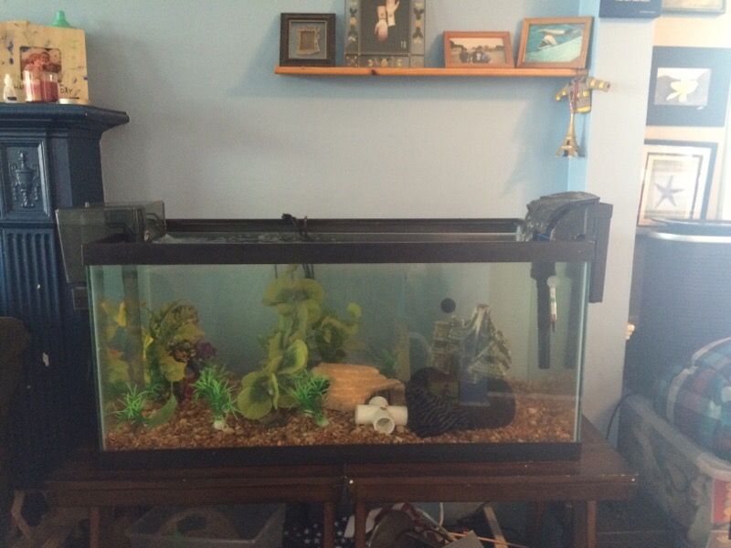 EVERYTHING TOU SEE TOU GET! 40 gallon breeder tank, fish, petco filter, tank decorations included