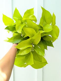 Pothos Neon Plant 6" Pot - Indoor House Plants