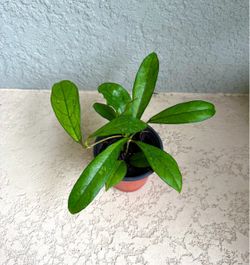 Hoya  crassipetiolata  plant