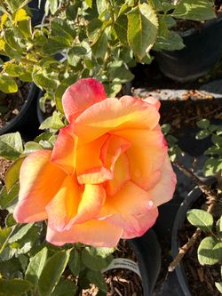 Tea Roses