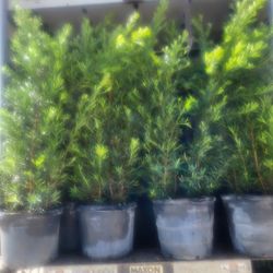 Podocarpus Privacy Plant 15g Full 