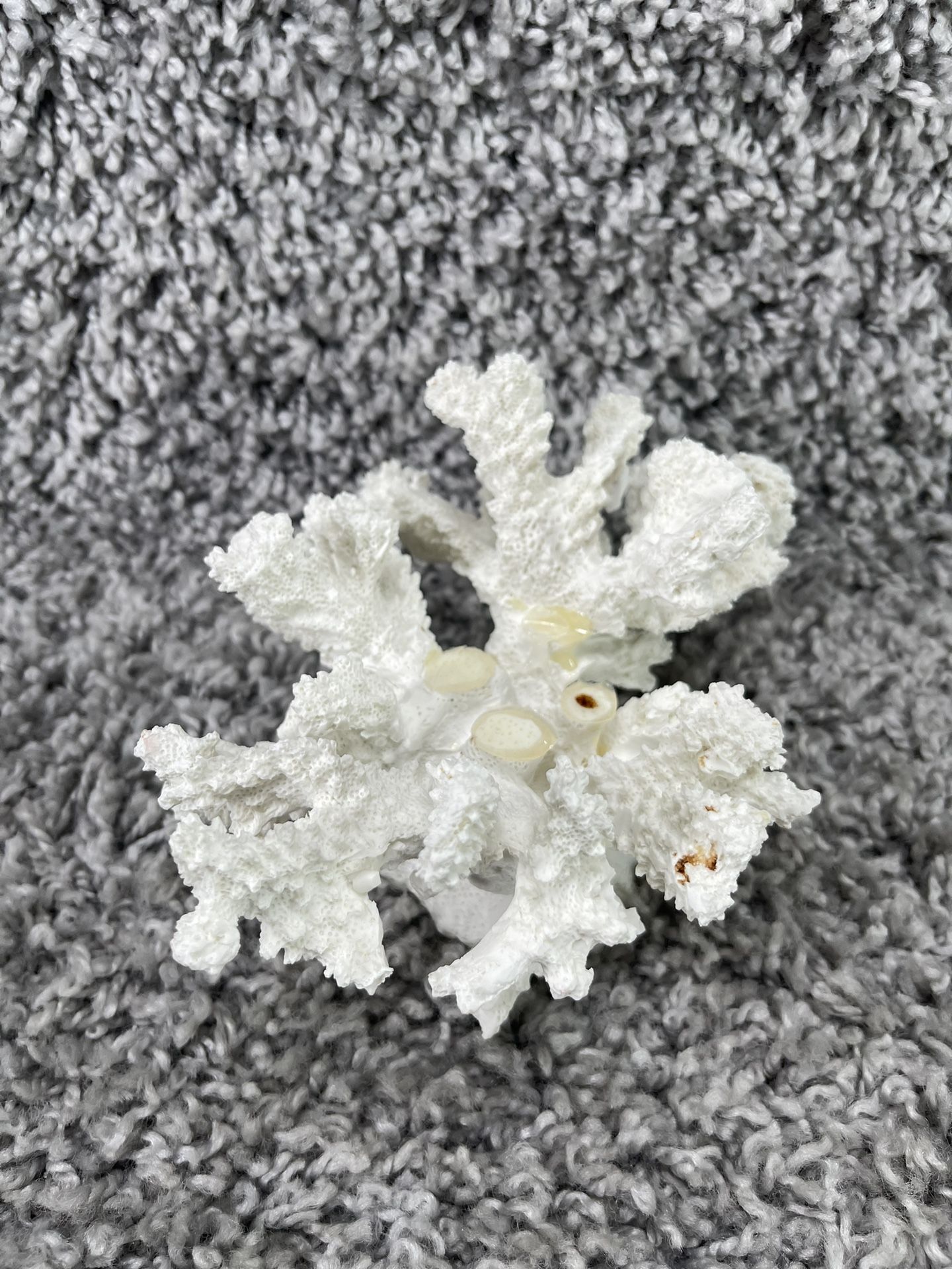 Coral White