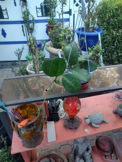 Planta joya pinta