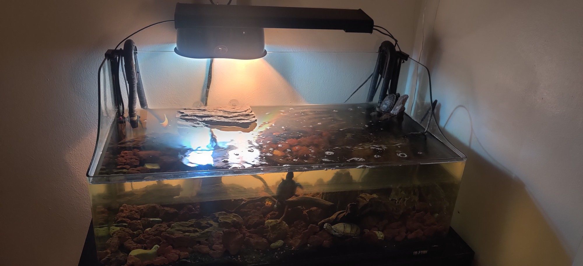 Turtle aquarium 20 gallon's tank