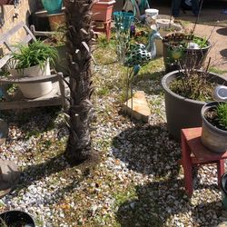 Free White Landscaping Rocks You Rake And Take