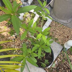 Milkweed