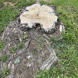 Stump