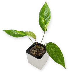 Anthurium Renaissance Variegated