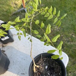 3 Year Old Wisteria vine Plant 